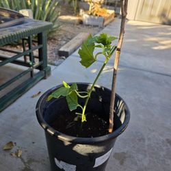 Passion Fruit Purple Variety Plant Vine