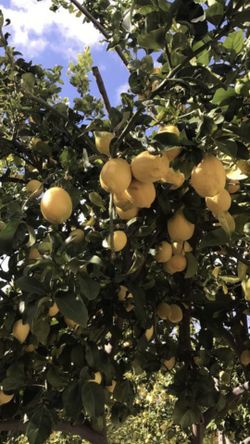 Fresh home grown lemons $10 big big bag worth every penny