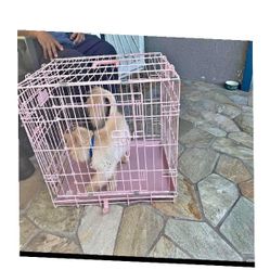 pretty fund Tough Metal Dog Crates - Dependable and Secure