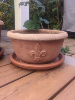 Terracotta Pot and saucer