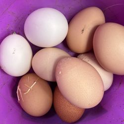 Farm Fresh Eggs $5