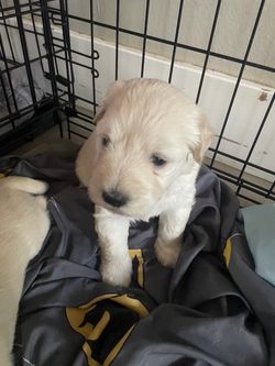 Dog crate