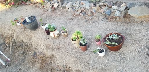Plants