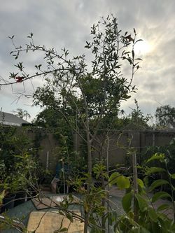 Soft seed pomegranate