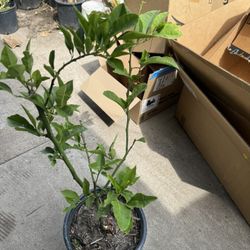 Lemon Tree