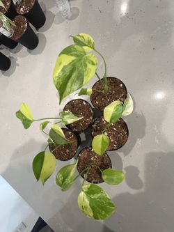 Highly Variegated Monstera Yellow Marilyn 