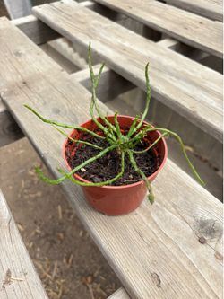 Medusa Flanaganii plant, $5