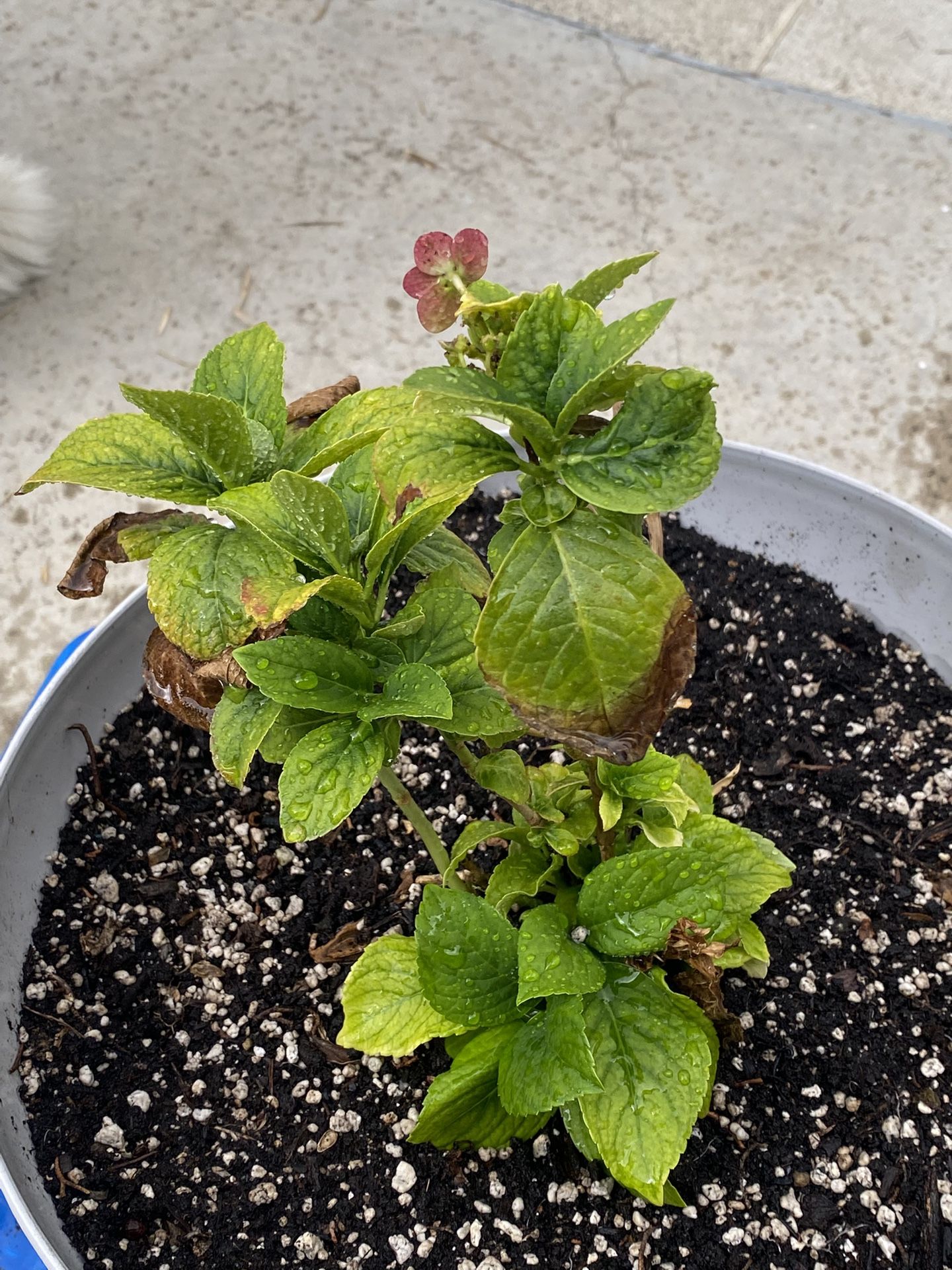 Hydrangea Plant In Medium Size Pot