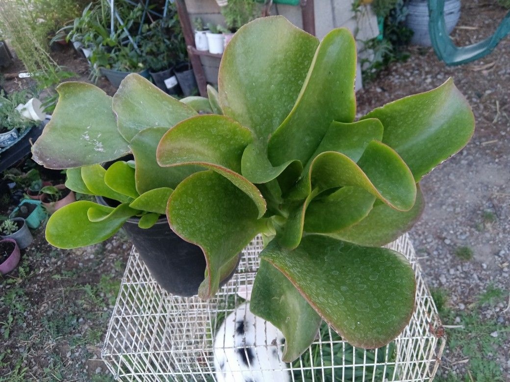 Plants Suculenta