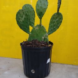 Cactus 🌵 Plant 