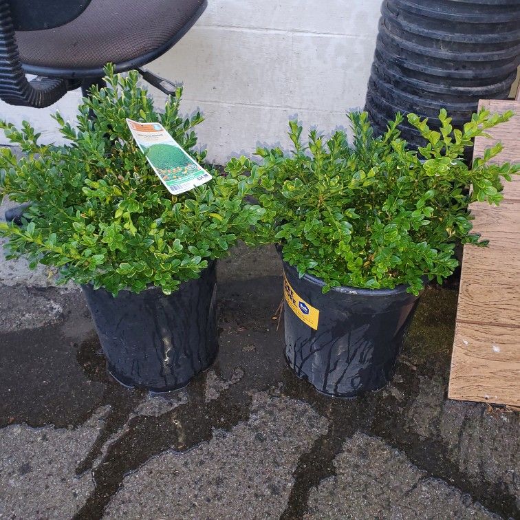 2 Green Valvet Boxwood