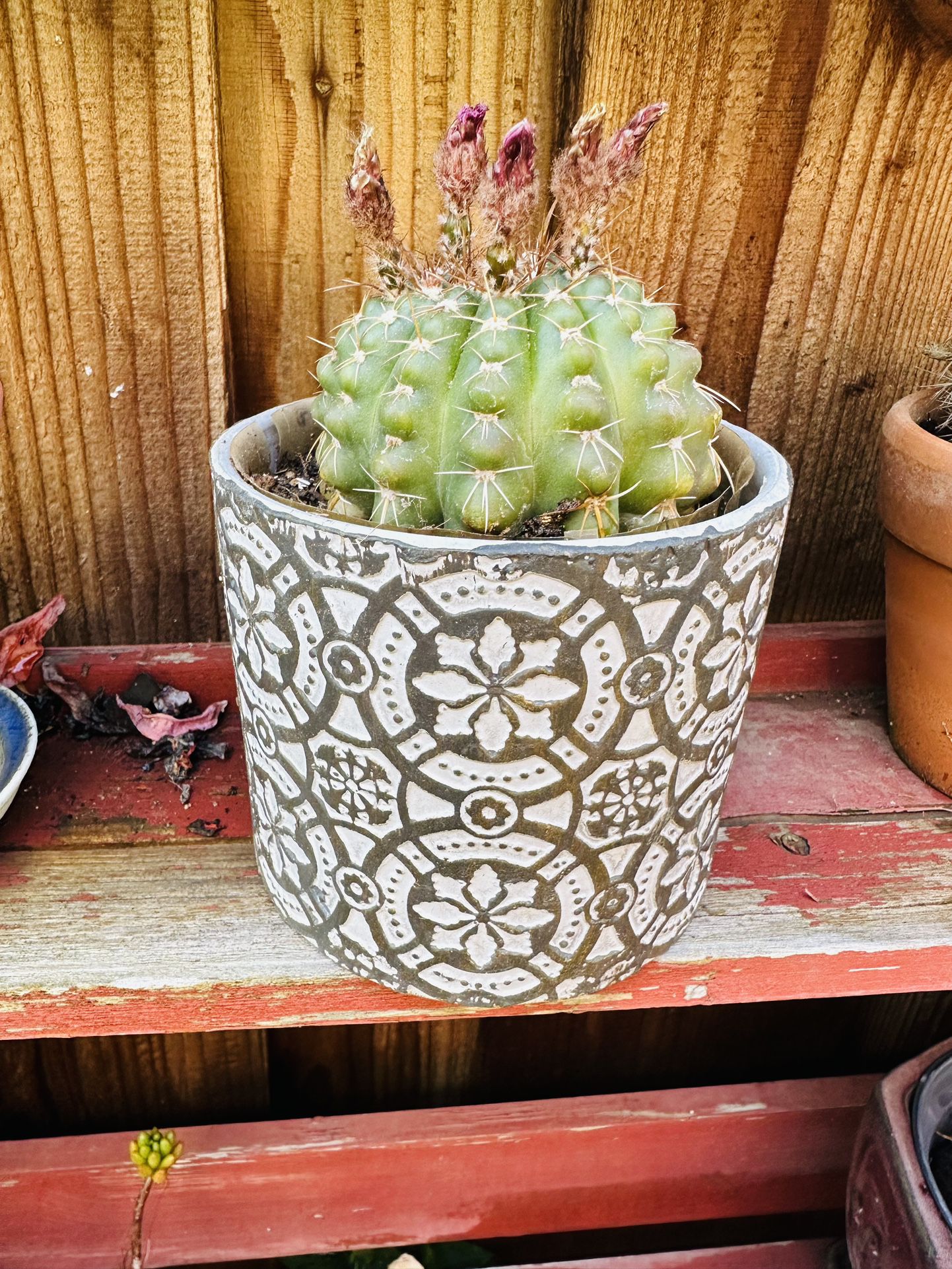 Cactus In ceramic Pot