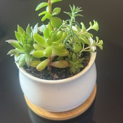Mini Succulent Garden In Ceramic Pot With Wooden Tray