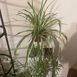 Spider Plant