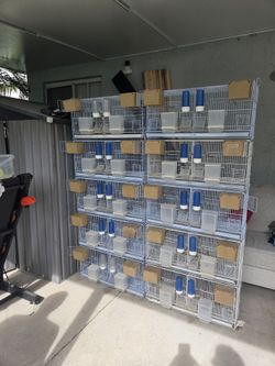 🐦 Bird Cages – Everything Included!
