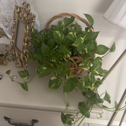 Plants For sale 
