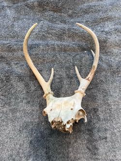 Real Whitetail Deer Skull w/ Antlers Weathered Taxidermy Rustic Oddity