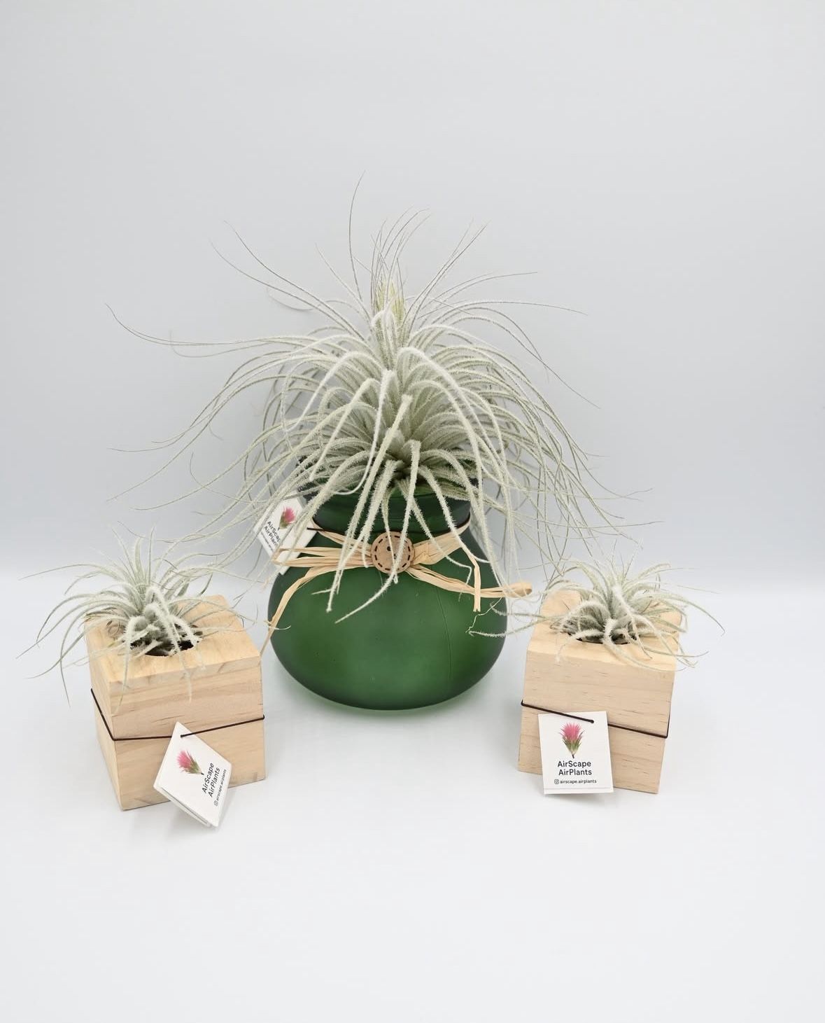 Air Plant