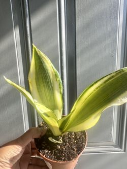 Indoor Plants