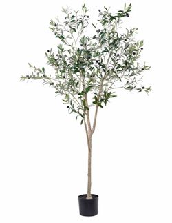 Olive tree