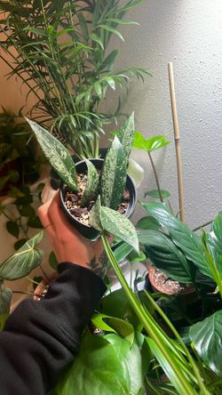 Hoya