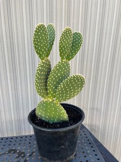 Bunny Ear Cactus