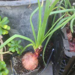 Cebolla Morada En Planta Verde 