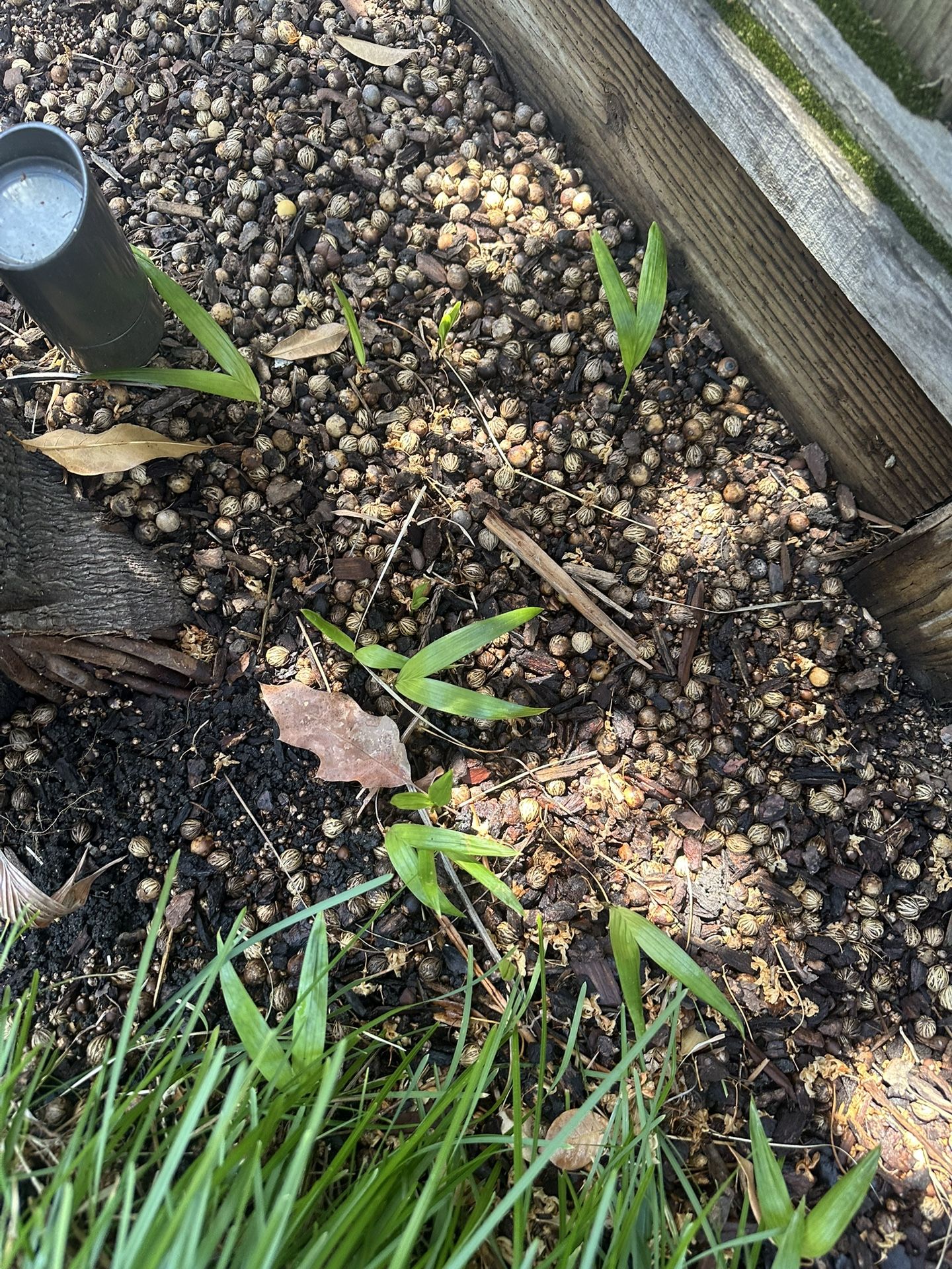 3x Alexander Palm Seedling $5