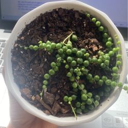 String Of Pearl Plant 