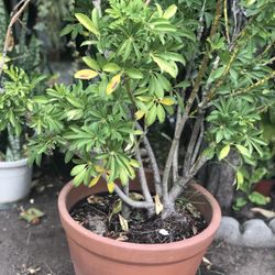 Large Umbrella Tree