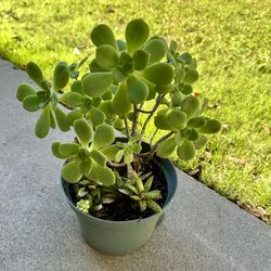 Free Potted Succulents 