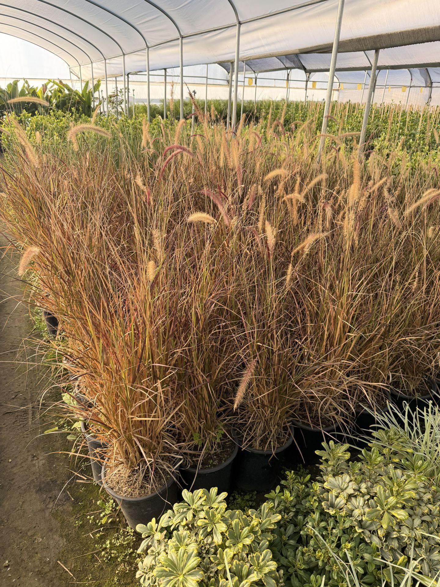Purple Fountain Grass 5 Gal