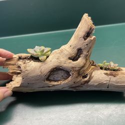 Driftwood & Succulent Plant Piece