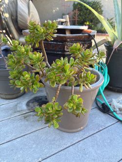 Beautiful succulent in nice ceramic pot