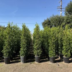 Ficus Nitida Indian Laurel Privacy Hedge 