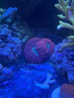 Reef tank decor symphyllia coral