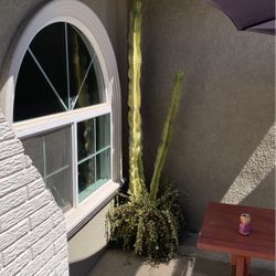 Euphorbia Ammak Variagata - Cactus