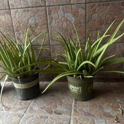 Aloe vera plant