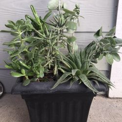 Succulents 