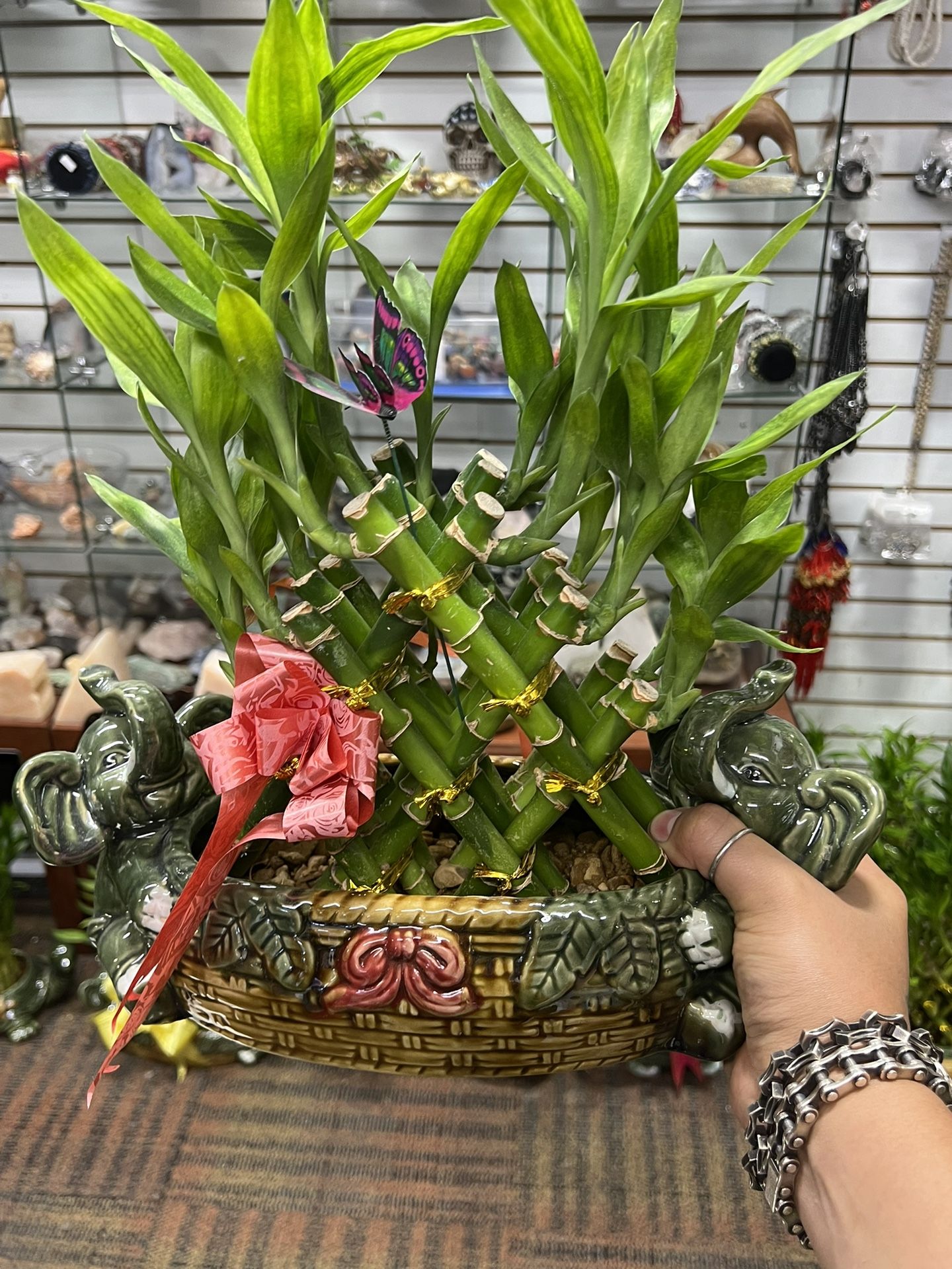 Bamboo Plant With Vase 