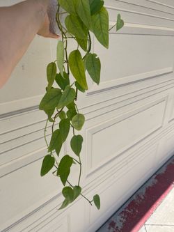 Cebu blue Pothos plant with pot