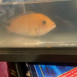 Aquarium Decor Tank Toys