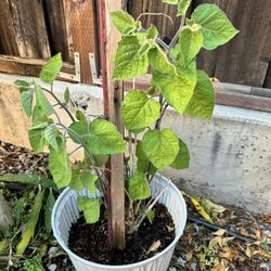 Ground Cherry / Golden Berry Plant Large 