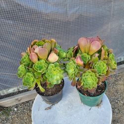 Aeonium Plants 6" Pot $4 Each