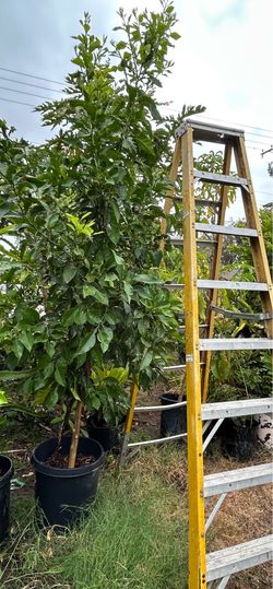 Árbol de naranja