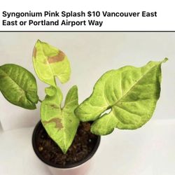 Three Indoor Plants $15 