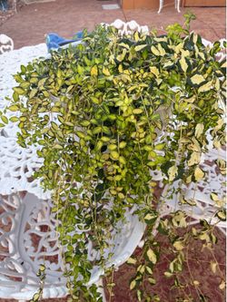 Exotic Vinca variegated (shade )