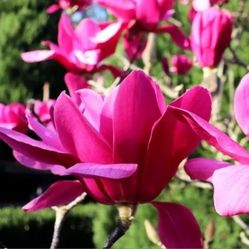 Pink   Magnolia   Tree