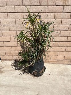 Big plant