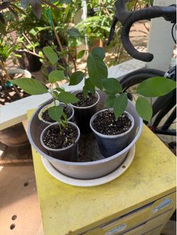 Cherimoya plant
